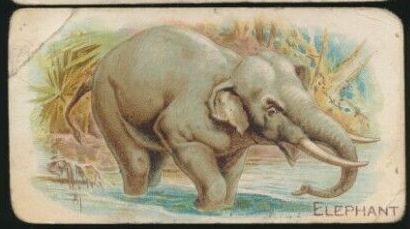 Elephant